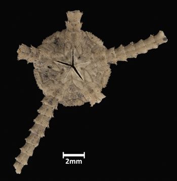Media type: image;   Invertebrate Zoology OPH-451 Aspect: ventral